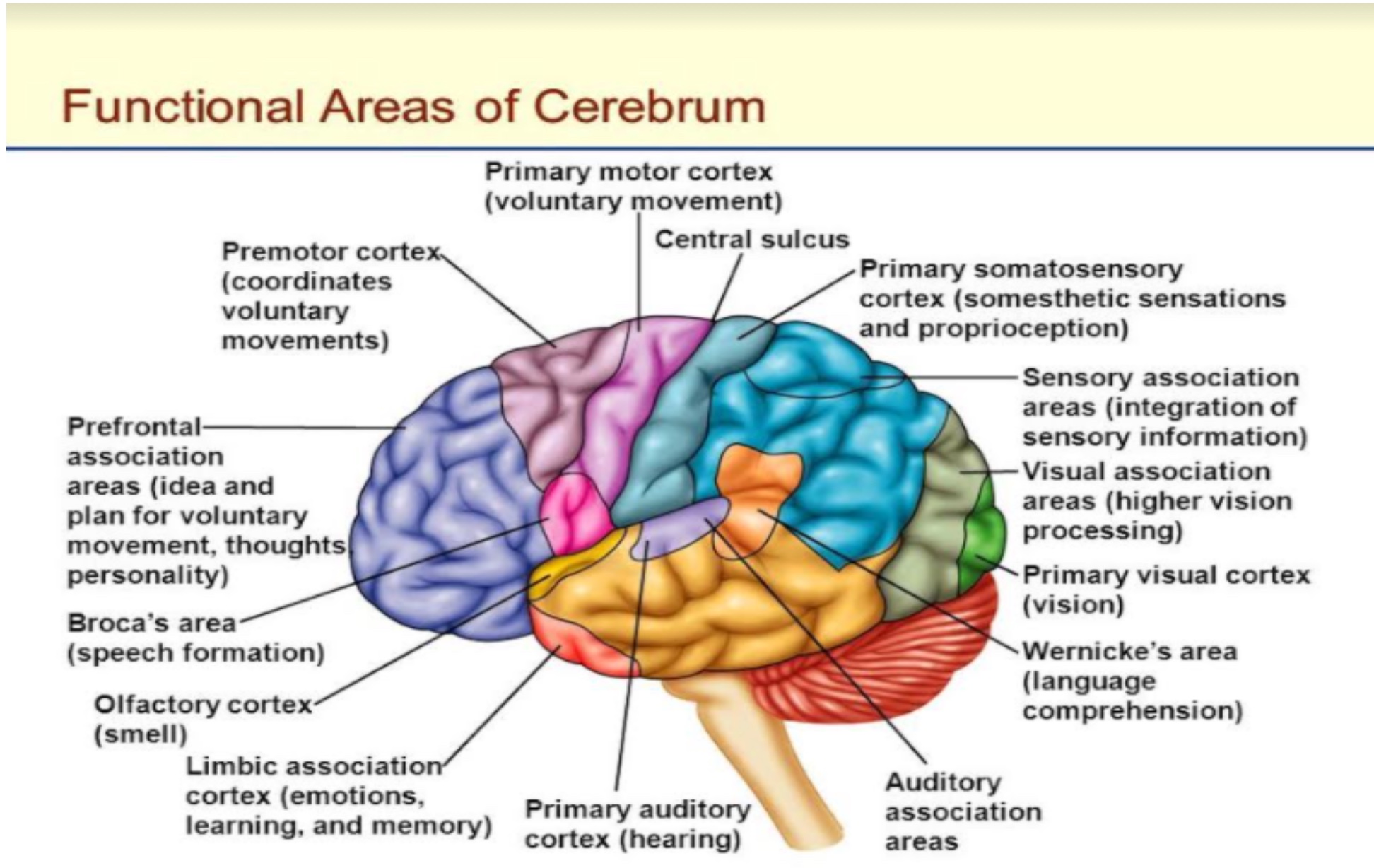 What Function Does The Brain Stem Control